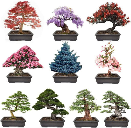 300+ Bonsai Tree Seeds – 10 Popular Varieties of Non GMO Heirloom Bonsai Seeds Red Maple, Elm Tree, Blue Spruce, Black Spruce, Black Pine, Wisteria, Sakura, Flame Tree, Bauhinia, Dawn Redwood